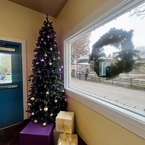 Holiday Decorations in the Cafe