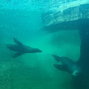 California Sea Lions