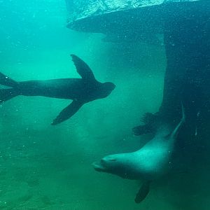 California Sea Lions