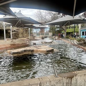 Sea Lion Pool