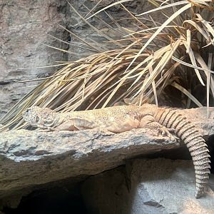 South Arabian Spiny-tailed Lizard