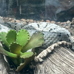 South-west Speckled Rattlesnake