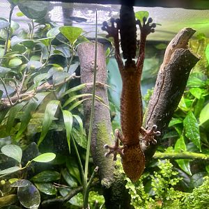 Lichen-nosed Leaf-tailed Gecko