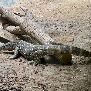 Nile Monitor