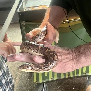 Sand Boa
