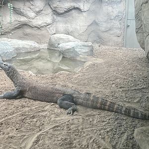 Komodo Dragon