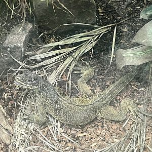 Mexican Sailfin Lizard