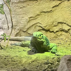 Rhinoceros Iguana