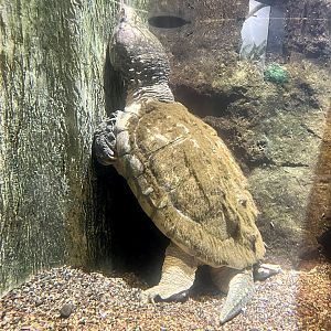 Alligator Snapping Turtle