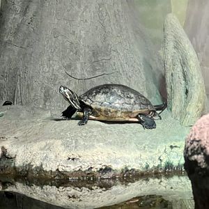 Eastern Cooter