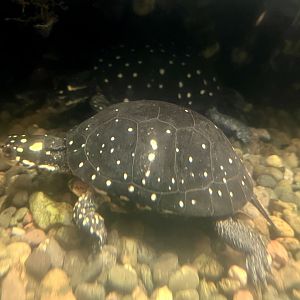 Spotted Turtle