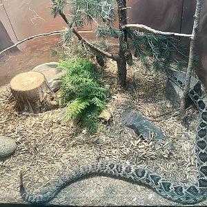 Eastern Diamondback Rattlesnake