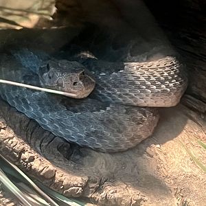 Prairie Rattlesnake