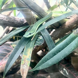 South American Green Snake
