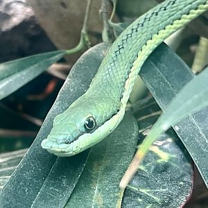 South American Green Snake