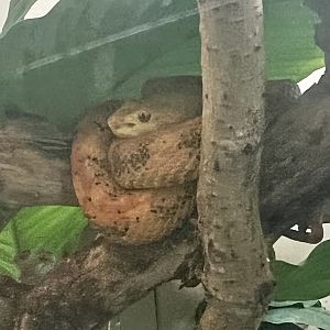 Green Cat-eyed Snake