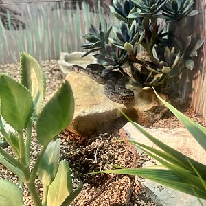 West African Saw-tailed Viper