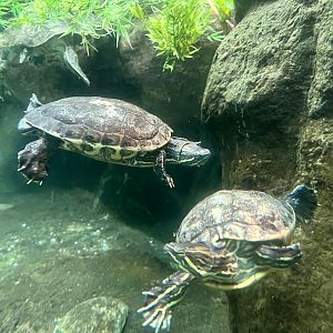 Meso-American Sliders