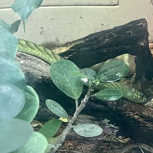 West African Green Mamba