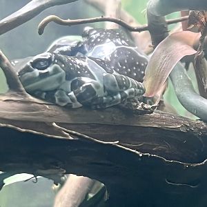 Amazon Milk Frog