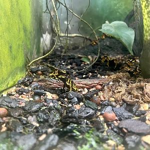 Yellow Banded Poison Dart Frog