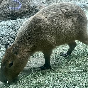 Capybara