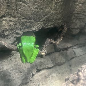 Green Waxy Tree Frog