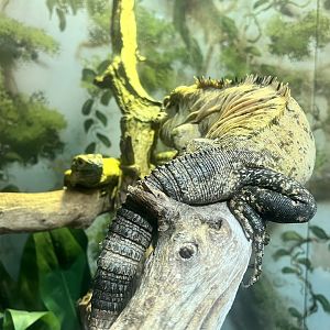 Mexican Spiny-tailed Iguana