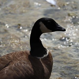 Aleutian cackling goose (Branta hutchinsii leucopareia)