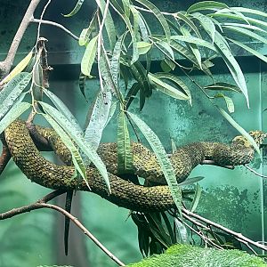 Mangshan Pit Viper