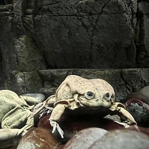 Lake Titicaca Frog