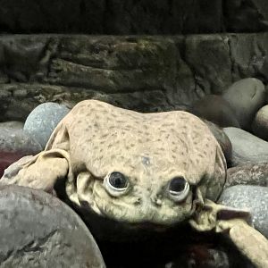 Lake Titicaca Frog