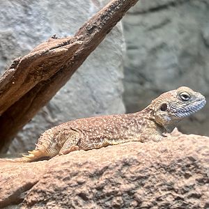 Stump-tailed Agama