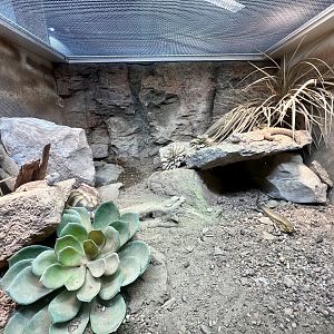 East African Arid Reptiles Exhibit