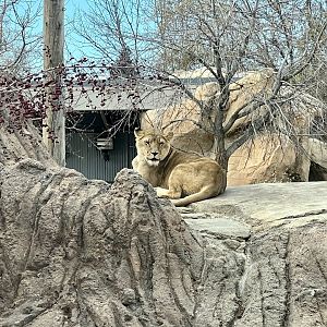 African Lion