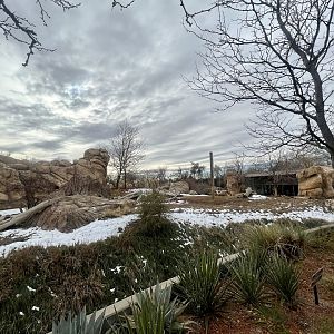 African Lion Exhibit