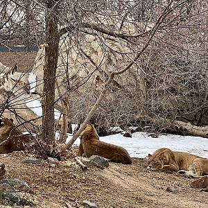 African Lions