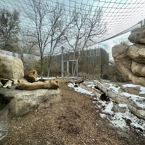 African Lion Exhibit