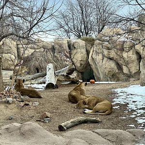 African Lion Exhibit