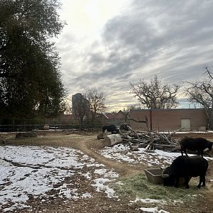 Cape Buffalo Exhibit
