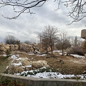 African Lion Exhibit