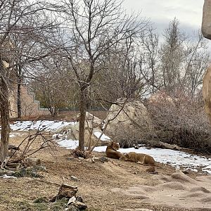 African Lion Exhibit