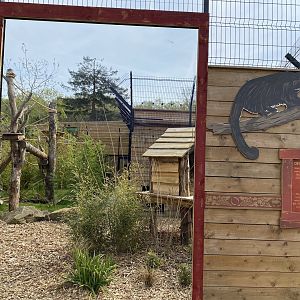 Binturong enclosure in new area PWP