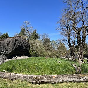 Lion Exhibit (cat resting in shade of rock)