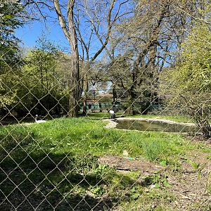 Red-crowned Crane Exhibit
