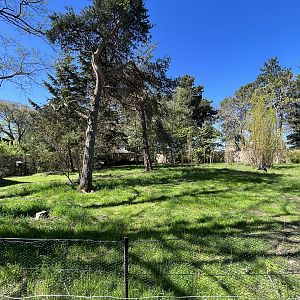 White-naped Crane Exhibit