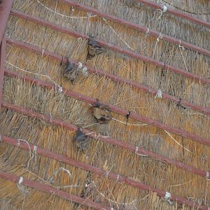 Epauletted Fruit Bat