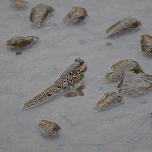 West African Mudskipper