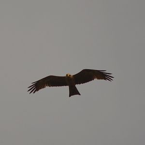 Yelllow-Billed Kite
