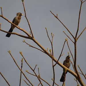 Western Plantain Eater